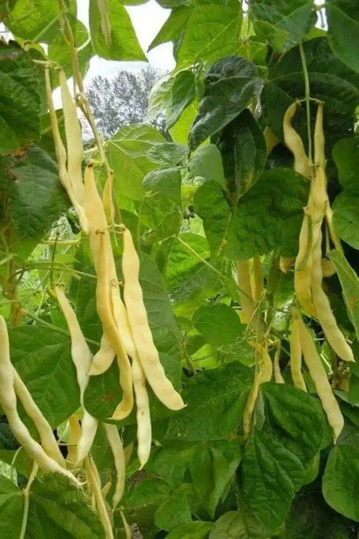 Gold of Bacau, POLE Bean seed, ORGANIC HEIRLOOM - Caribbean garden seed