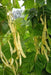 Gold of Bacau, POLE Bean seed, ORGANIC HEIRLOOM - Caribbean garden seed