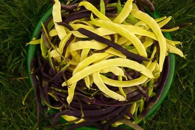 Gold of Bacau, POLE Bean seed, ORGANIC HEIRLOOM - Caribbean garden seed