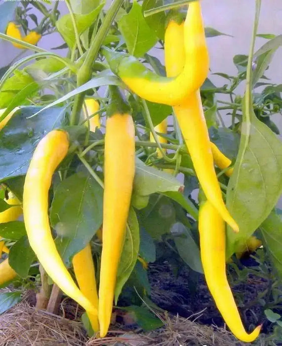 Golden Cayenne ,Pepper SEEDS- (Capsicum annuum)  hot - Caribbean garden seed