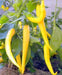 Golden Cayenne ,Pepper SEEDS- (Capsicum annuum)  hot - Caribbean garden seed
