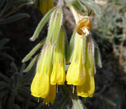 Golden Drop SEEDS - Onosma echioides - Caribbean garden seed