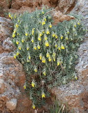 Golden Drop SEEDS - Onosma echioides - Caribbean garden seed
