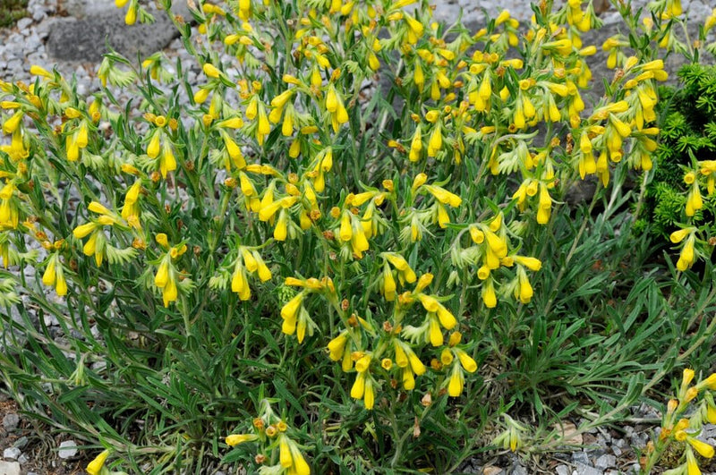 Golden Drop SEEDS - Onosma echioides - Caribbean garden seed