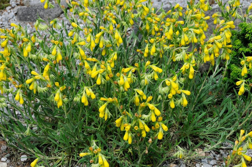 Golden Drop SEEDS - Onosma echioides - Caribbean garden seed