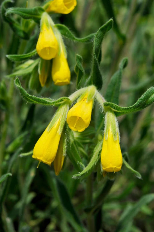 Golden Drop SEEDS - Onosma echioides - Caribbean garden seed