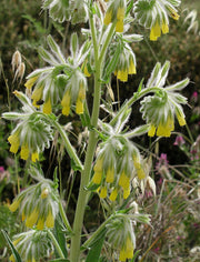 Golden Drop SEEDS - Onosma echioides - Caribbean garden seed