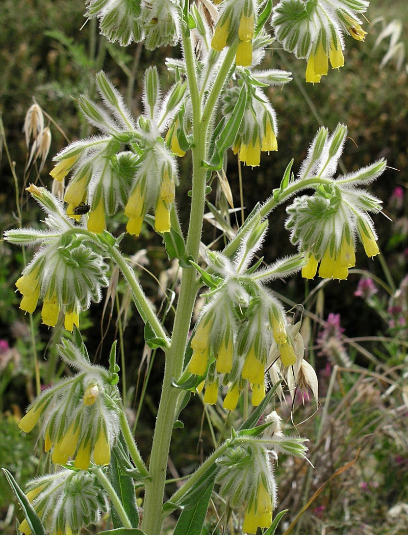 Golden Drop SEEDS - Onosma echioides - Caribbean garden seed