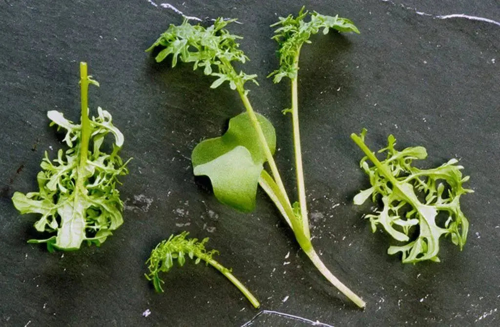 Golden FRILL ,MUSTARD SEEDS, ASIAN VEGETABLE - Caribbeangardenseed