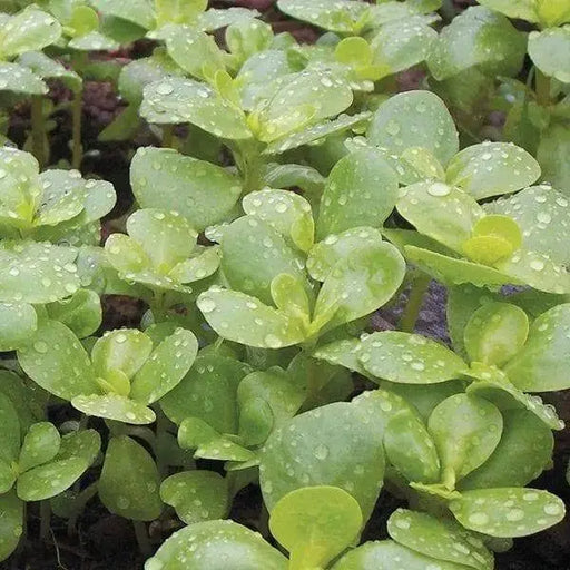 Golden Purslane Seeds ,Succulent Herb - Caribbeangardenseed