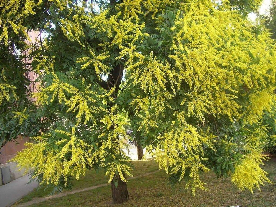 Golden Rain Tree Seeds, Pride Of India, Varnish Tree - Caribbeangardenseed