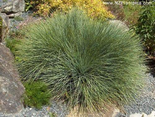 Golden Speargrass Seeds ACIPHYLLA aurea (10 Seeds) Golden Spaniard, Kuri Kuri.- ! - Caribbeangardenseed