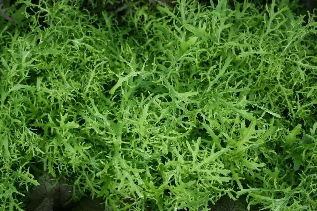 Golden Streak ,MUSTARD SEEDS  (Brassica juncea) ASIAN VEGETABLE.