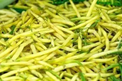 Golden Wax Beans - Phaseolus vulgariss (Bush) Seeds - Caribbeangardenseed