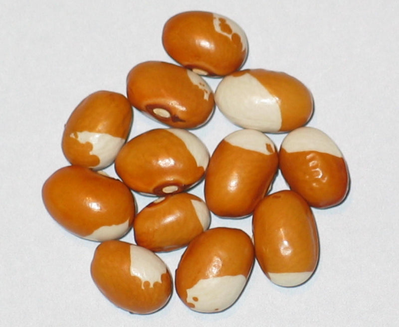 Zuni Shalako Bush Bean Seeds | Heirloom