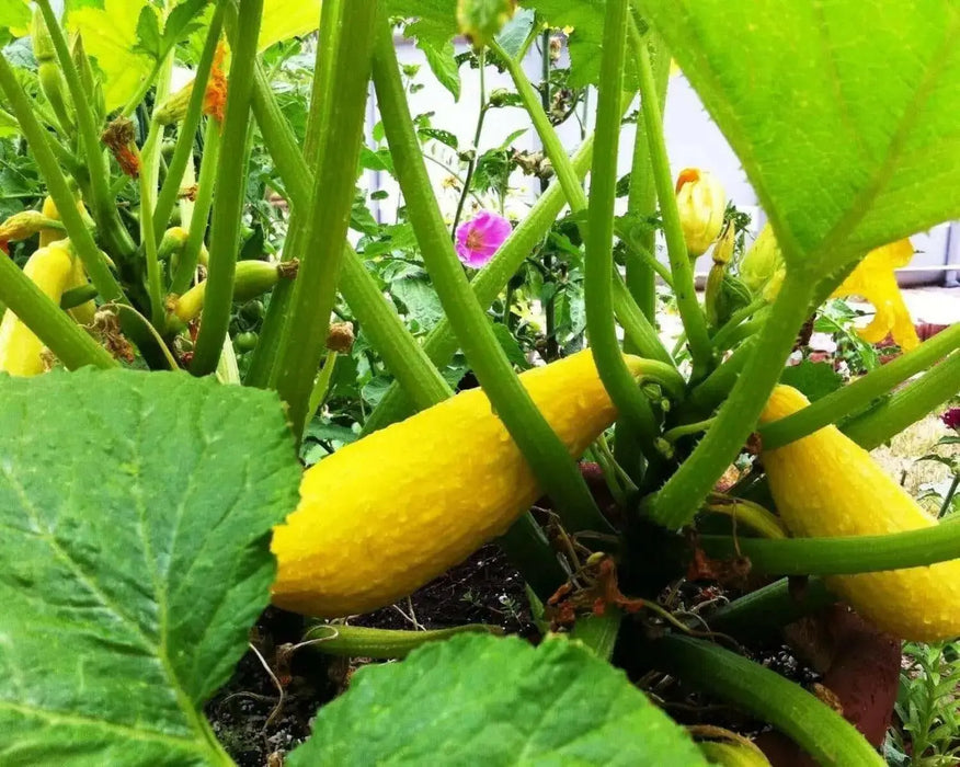 Goldprize Straightneck, Summer Squash Seeds, ANNUAL VEGETABLE ! - Caribbean garden seed