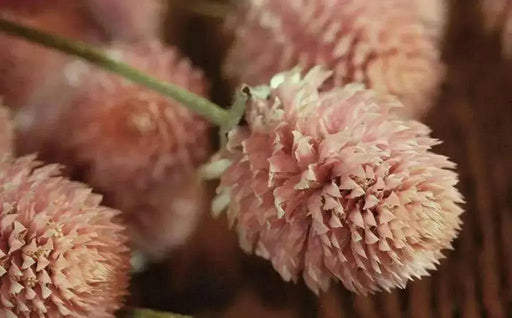 Gomphrena ,Globe Amaranth ,flowers SEED (Salmon-) ANNUAL - Caribbean garden seed