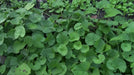 Gotu Kola, Indian Pennywort Seeds, Herb - Caribbeangardenseed