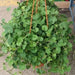 Gotu Kola, Indian Pennywort Seeds, Herb - Caribbeangardenseed