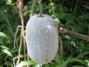 Gourd Seeds - Winter Melon, Wax gourd - Caribbean garden seed