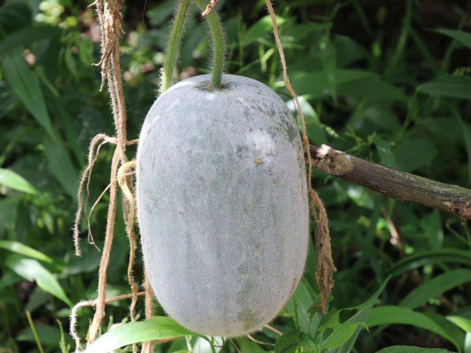 Gourd Seeds - Winter Melon, Wax gourd - Caribbean garden seed