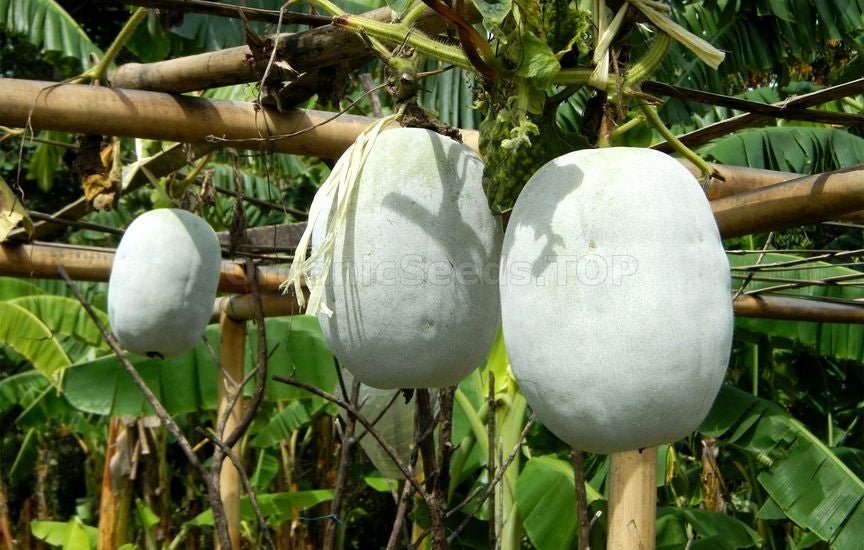 Gourd Seeds - Winter Melon, Wax gourd - Caribbean garden seed