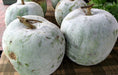 Gourd Seeds - Winter Melon, Wax gourd - Caribbean garden seed