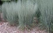 Little Bluestem ,Ornamental Grass Seeds, Perennial - Caribbean garden seed