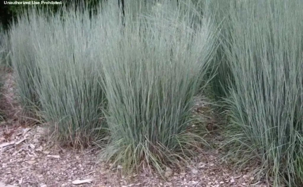 Little Bluestem ,Ornamental Grass Seeds, Perennial - Caribbean garden seed