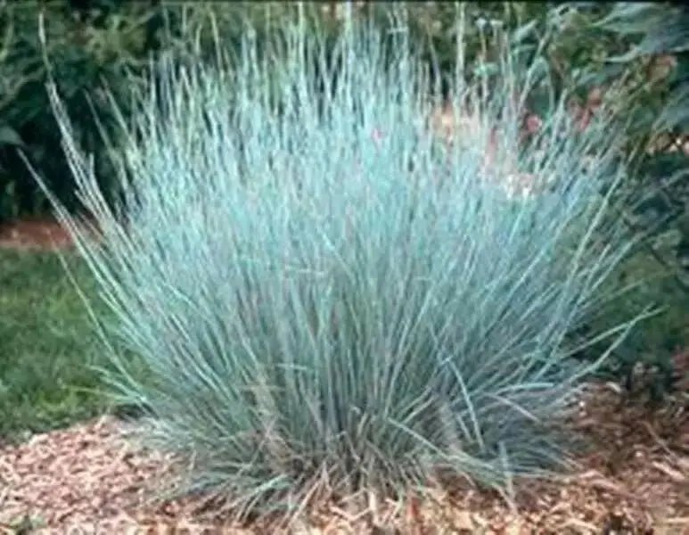 Little Bluestem ,Ornamental Grass Seeds, Perennial - Caribbean garden seed