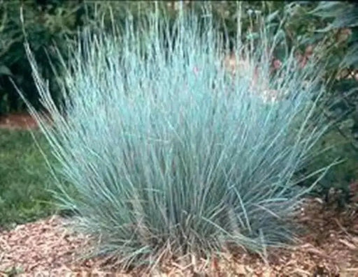 Little Bluestem ,Ornamental Grass Seeds, Perennial - Caribbean garden seed