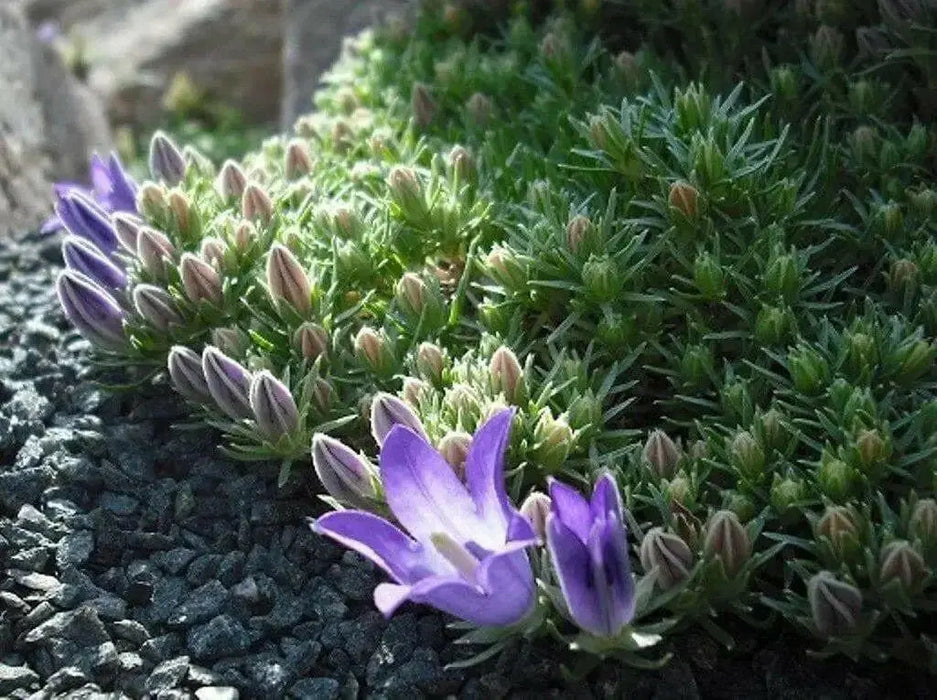 Grassy Bells flowers Seeds -Edraianthus,  Perfect for rock gardens or patio containers. - Caribbean garden seed