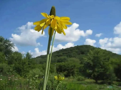 Great Coneflower (Rudbeckia maxima) Cabbage Leaf Coneflower, - Caribbean garden seed