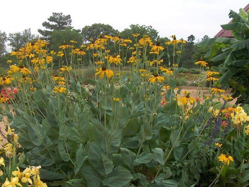 Great Coneflower (Rudbeckia maxima) Cabbage Leaf Coneflower, - Caribbeangardenseed