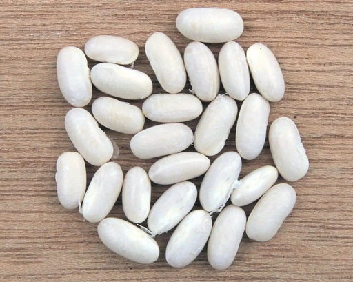 Great Northern Beans ,BUSH BEAN - Caribbeangardenseed