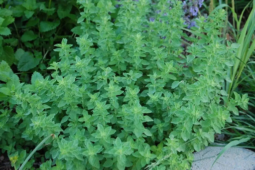 Greek Oregano Herb Seeds - Origanum vulgare-Perennial - Caribbeangardenseed