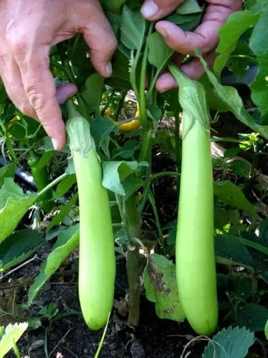 Green Eggplant Seeds (LONG GREEN) Asian Vegetable. - Caribbean garden seed