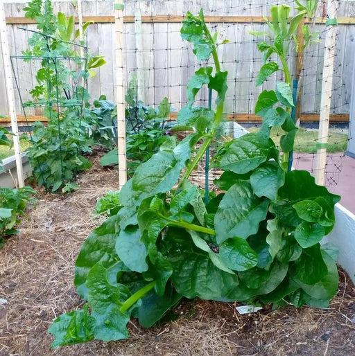 Green Malabar spinach Seeds ,Asian Vegetable - Caribbean garden seed