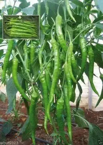 Green Pepper Seeds,Himo Togarshi (Capsicum annuum)  ,ASIAN VEGETABLES - Caribbean garden seed