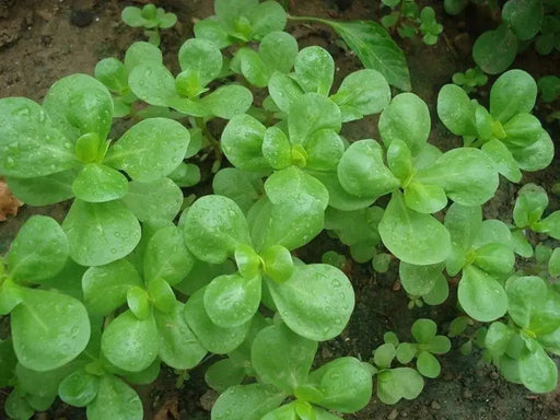 GREEN Purslane Seeds - Succulent Herb - Caribbeangardenseed