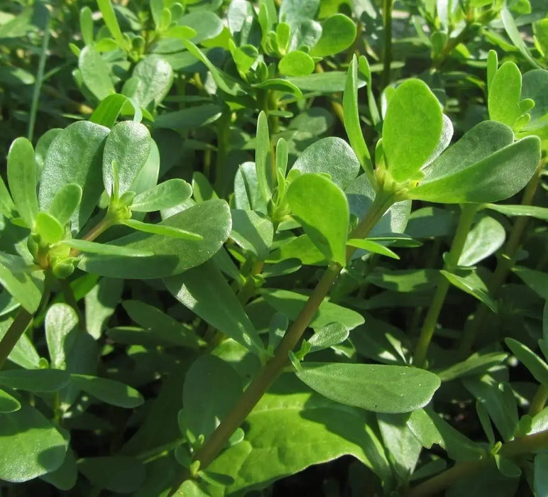 GREEN Purslane Seeds - Succulent Herb - Caribbeangardenseed