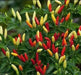 GUAM BOONIE ,HOT PEPPER Seeds (Capsicum frutescens) - Caribbeangardenseed