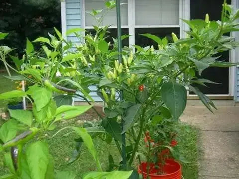 GUAM BOONIE  ,HOT PEPPER Seeds (Capsicum frutescens) - Caribbean garden seed