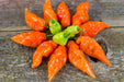 Habanada PEPPER SEEDS,capsicum chinense,Heatless Habanero,tropical sweetness - Caribbeangardenseed