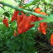 Habanada SEASONING PEPPER ( Capsicum chinense) LIVE PLANT - Caribbean garden seed