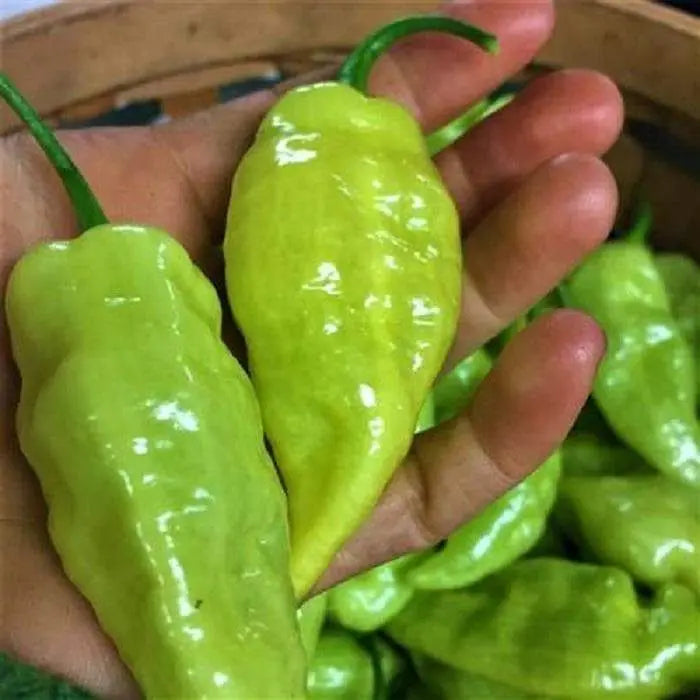 Habanada PEPPER PLANT (capsicum chinense,) Heatless,tropical sweetness - Caribbeangardenseed