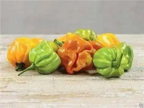 Habanero Mustard , HOT Pepper seed -Capsicum Chinense - Caribbean garden seed