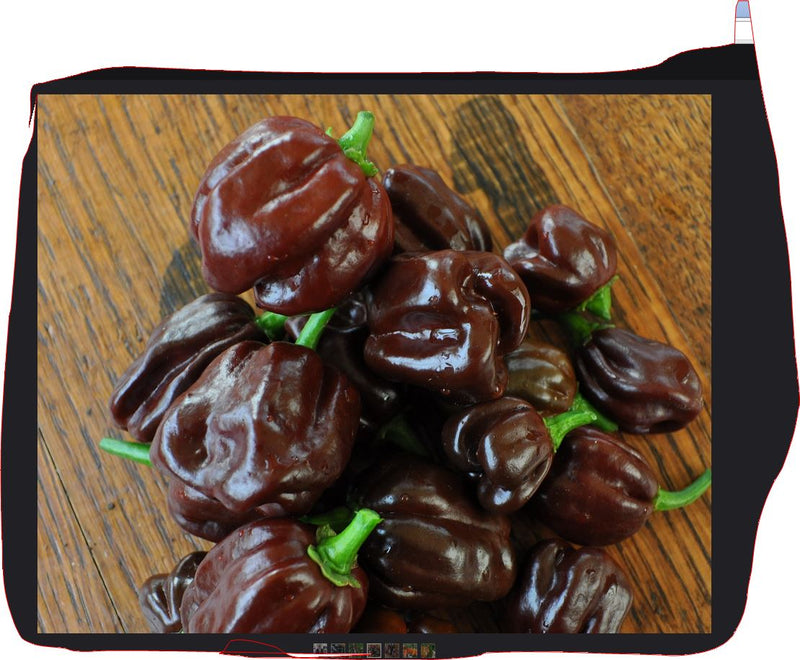 Habanero Pepper - Live Plant, Chocolate - Caribbean garden seed