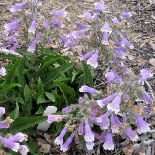 Hairy Beardtongue Flowers Seed (Penstemon hirsutus) native perennials Wildflower - Caribbeangardenseed