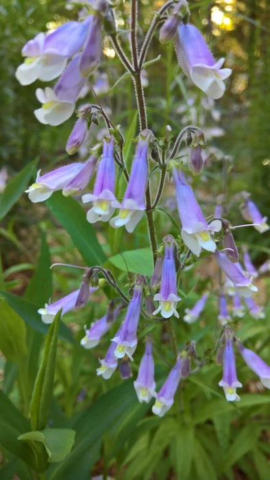 Hairy Beardtongue Flowers Seed (Penstemon hirsutus) native perennials Wildflower - Caribbeangardenseed